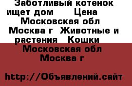 Заботливый котенок ищет дом!!! › Цена ­ 10 - Московская обл., Москва г. Животные и растения » Кошки   . Московская обл.,Москва г.